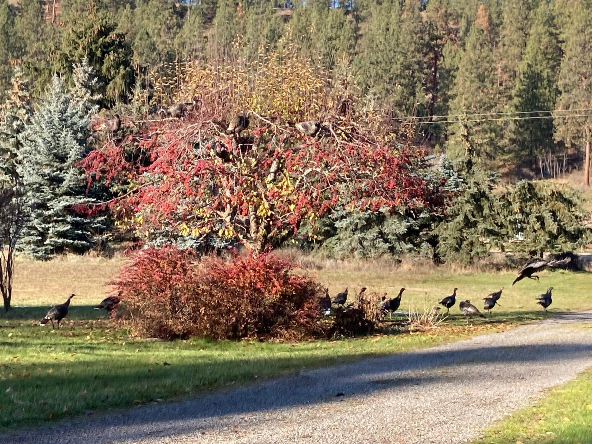 Penzion Hideaway Ranch Bonners Ferry Exteriér fotografie